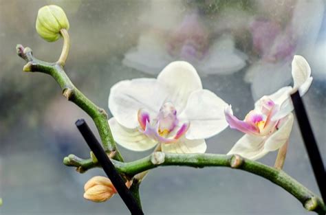 Phalaenopsis Magic: From Seed to Blossom